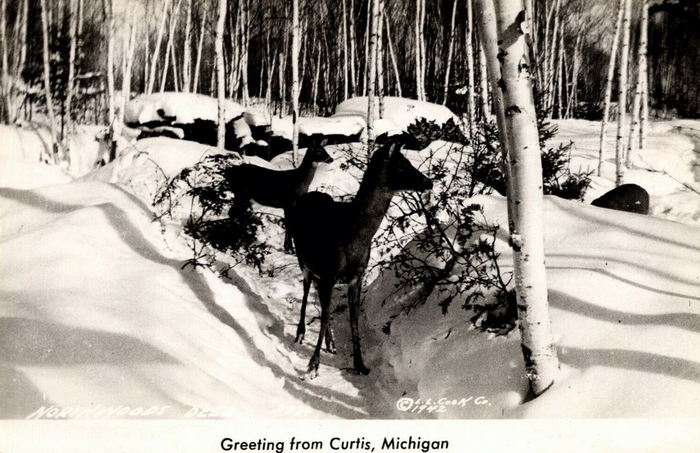 Curtis - Vintage Postcard (newer photo)